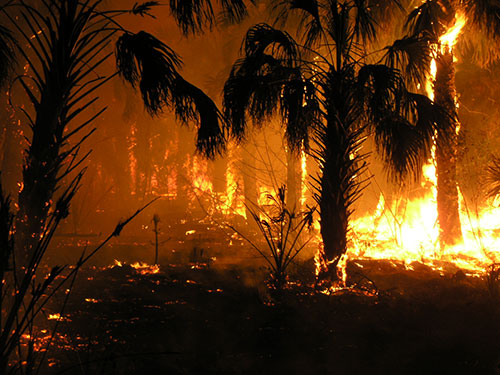 Wildfire Acreage Burned